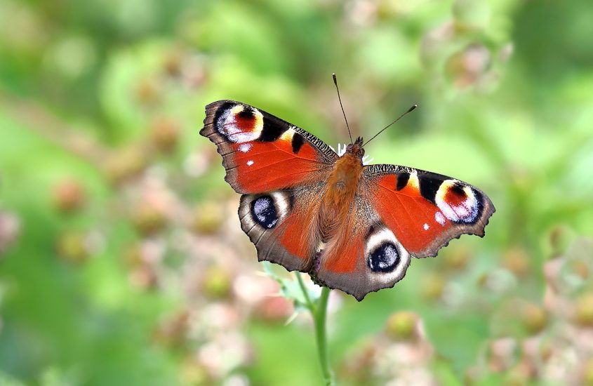 UK Set for a Summer of Butterflies After Promising Spring