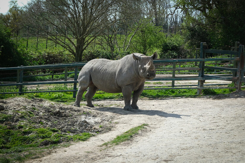 A Wild Stay: Port Lympne Hotel & Reserve Review