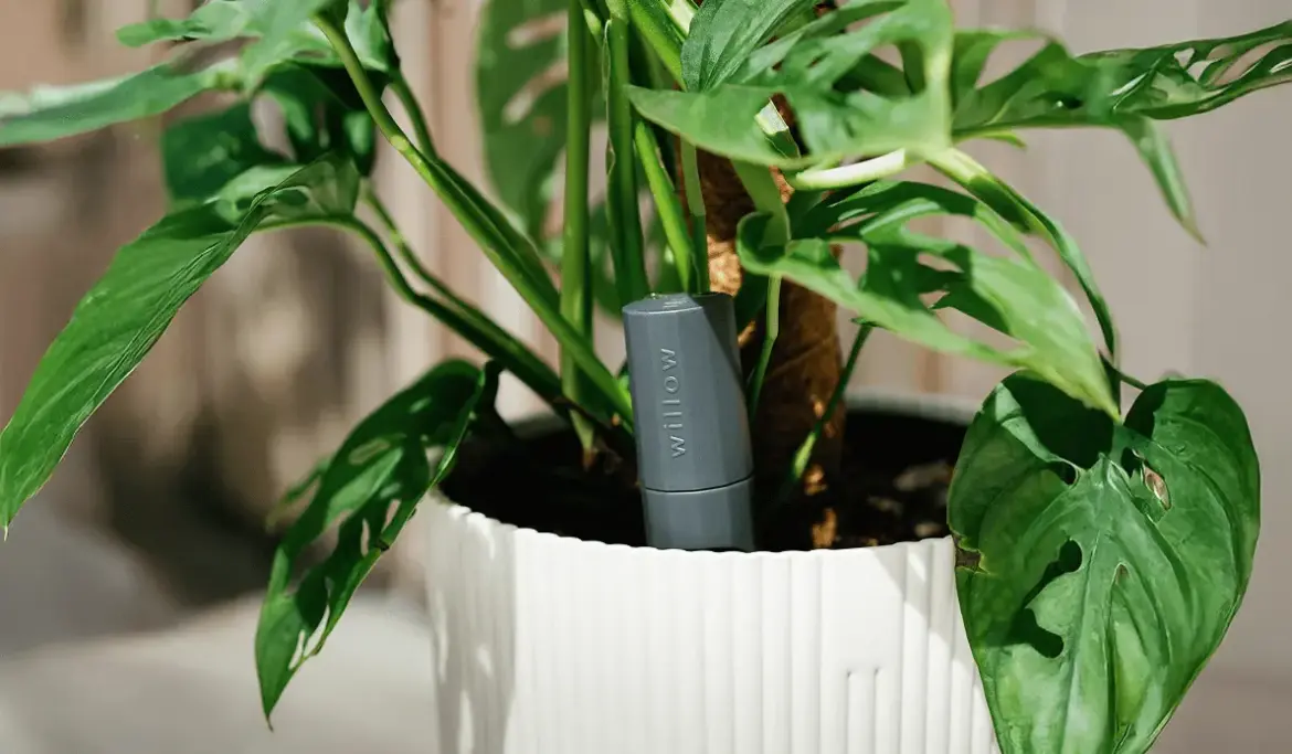Plant With Willow Smart Plant Sensor Review