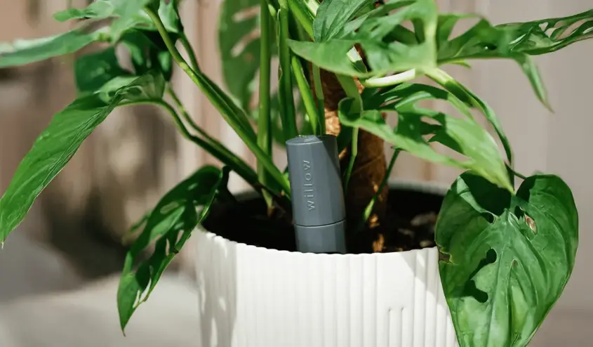Plant With Willow Smart Plant Sensor Review