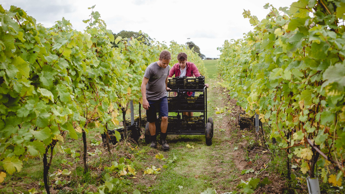 National Wine Careers Week