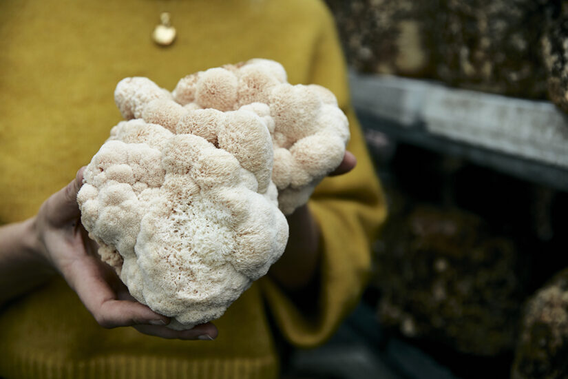 The Midlife Mushroom: Why Lion’s Mane is Turning Heads in Brain Health