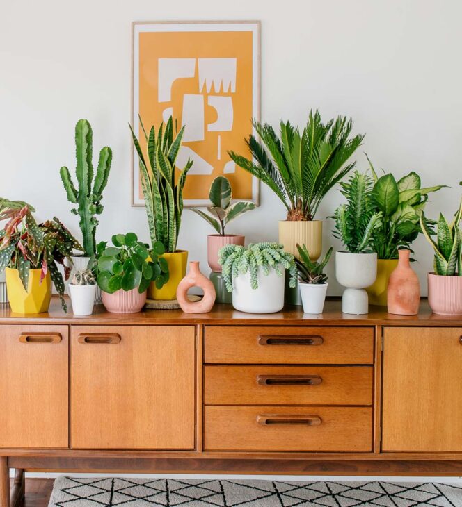 Plant Parenthood At Home with Beards & Daisies Online Plants