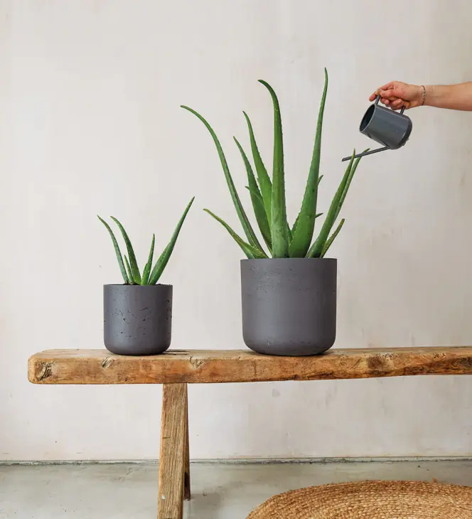 Plant Parenthood At Home with Beards & Daisies Online Plants