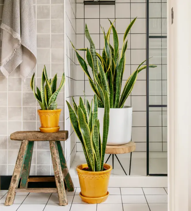Plant Parenthood At Home with Beards & Daisies Online Plants