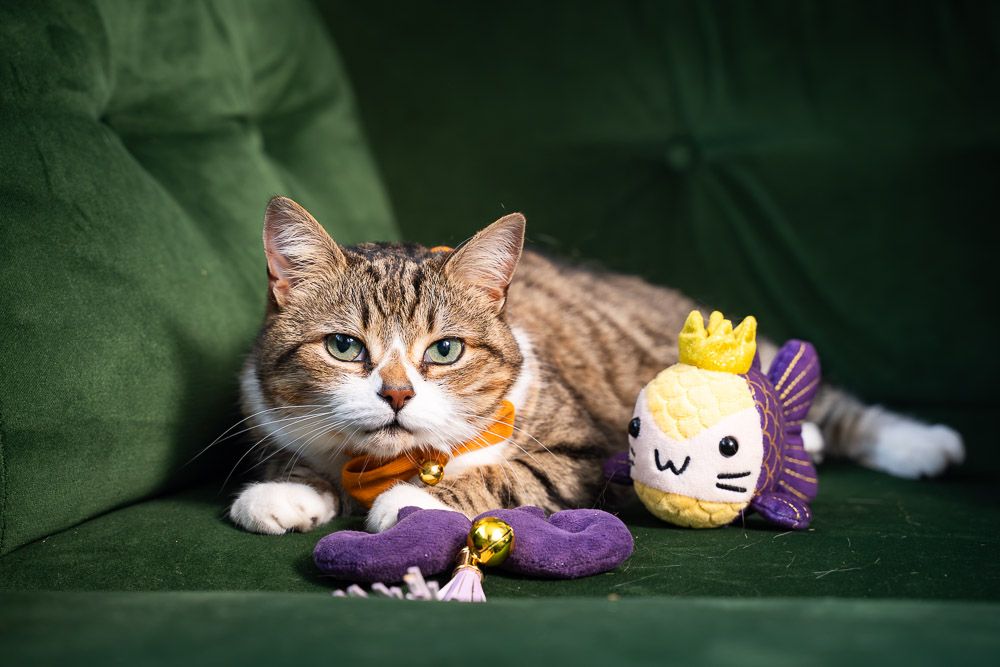 How a Cat Rescue Story Inspired a Premium Pet Toy Business