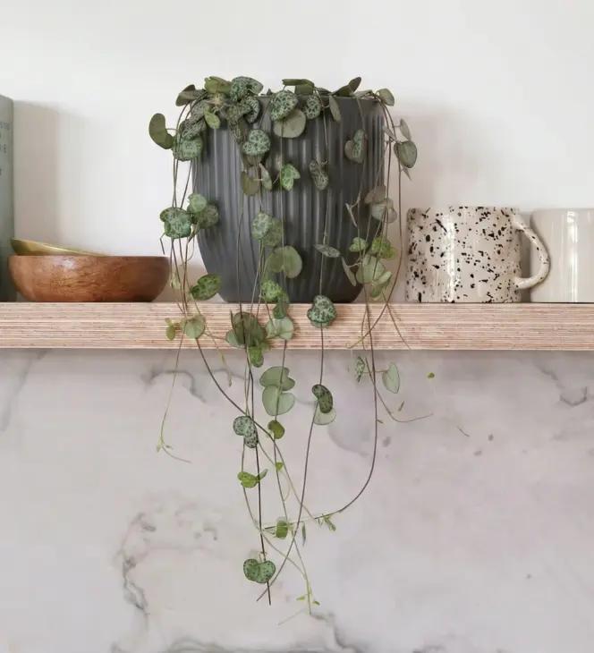 Plant Parenthood At Home with Beards & Daisies Online Plants