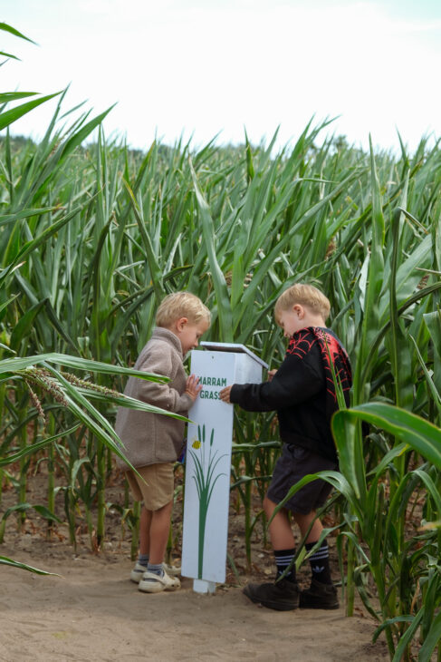Southwold Maize Maze review