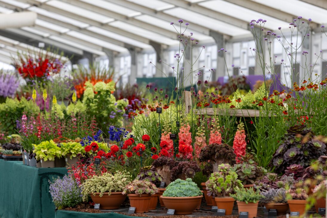 RHS Sandringham Flower Show
