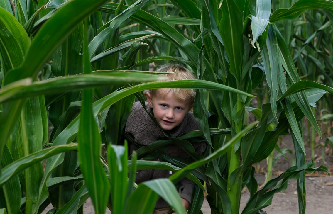 Southwold Maize Maze Review: A Brilliant Family Day Out in Suffolk