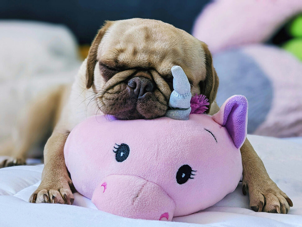 Surviving the Puppy Phase