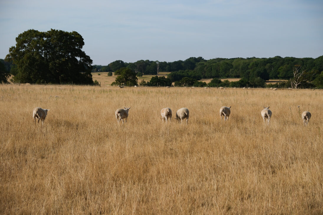 The New-Look Ickworth Hotel Review