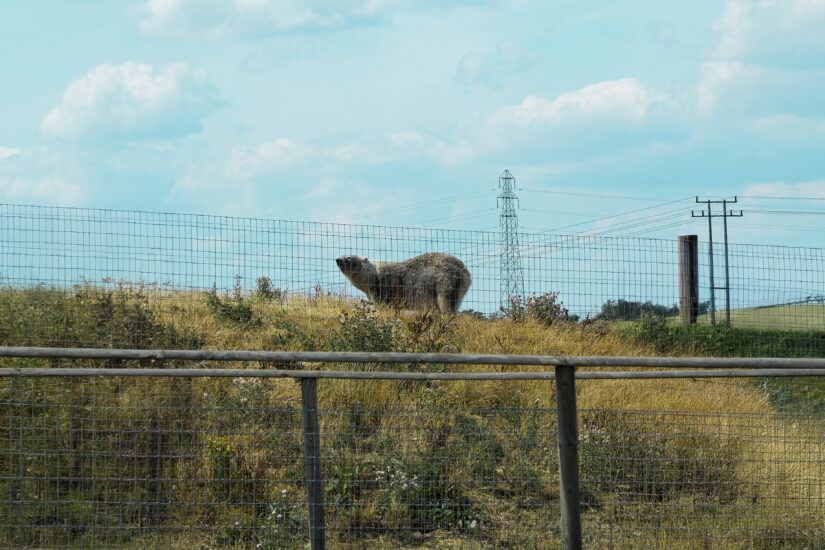 A Wild Birthday Adventure: Our Family Day Out at Jimmy’s Farm & Wildlife Park