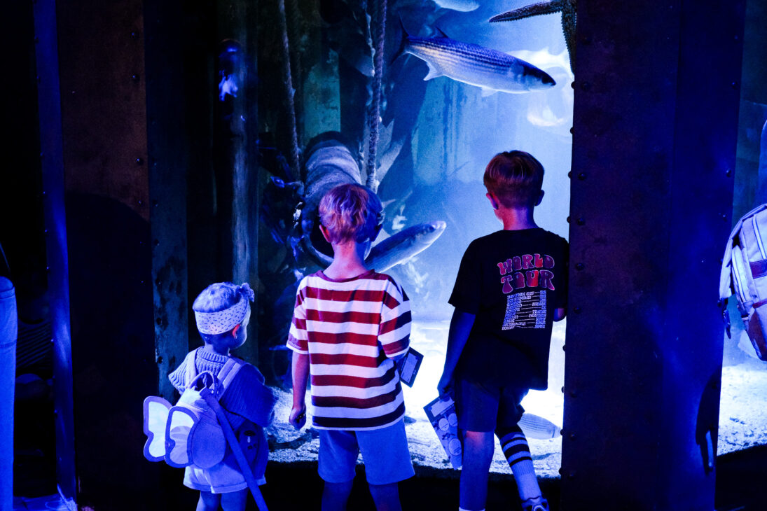 SEA LIFE Great Yarmouth review