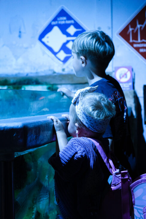 SEA LIFE Great Yarmouth review