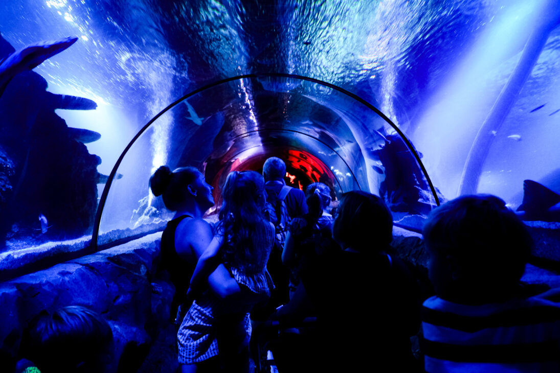 SEA LIFE Great Yarmouth review