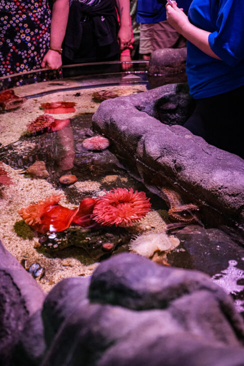 SEA LIFE Great Yarmouth review