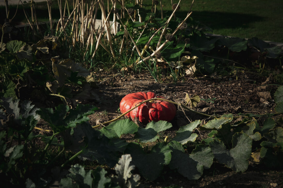 Silchester Farm Review