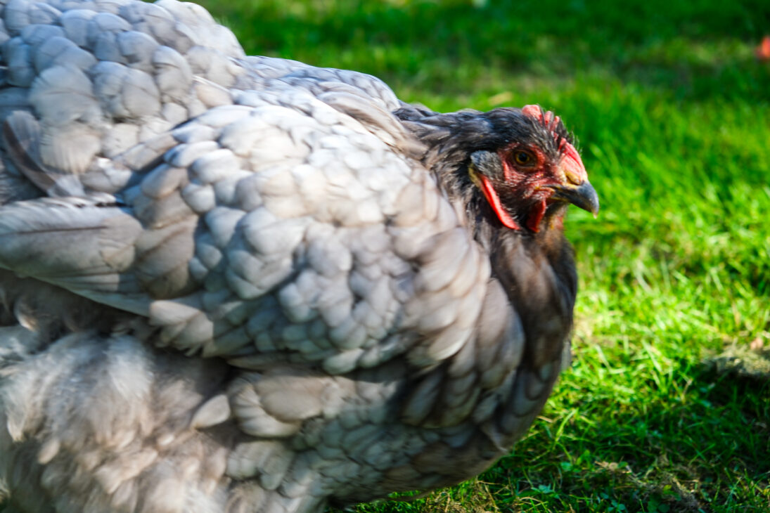 Silchester Farm Review