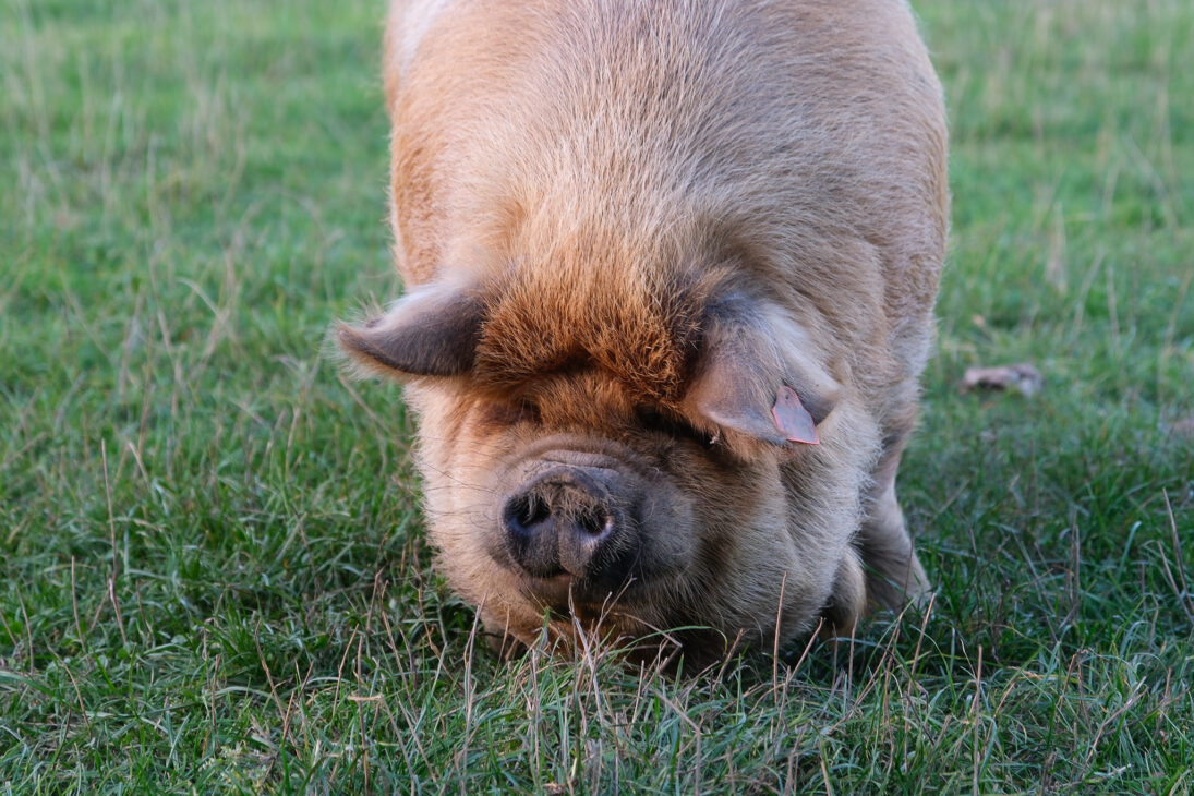 Silchester Farm Review