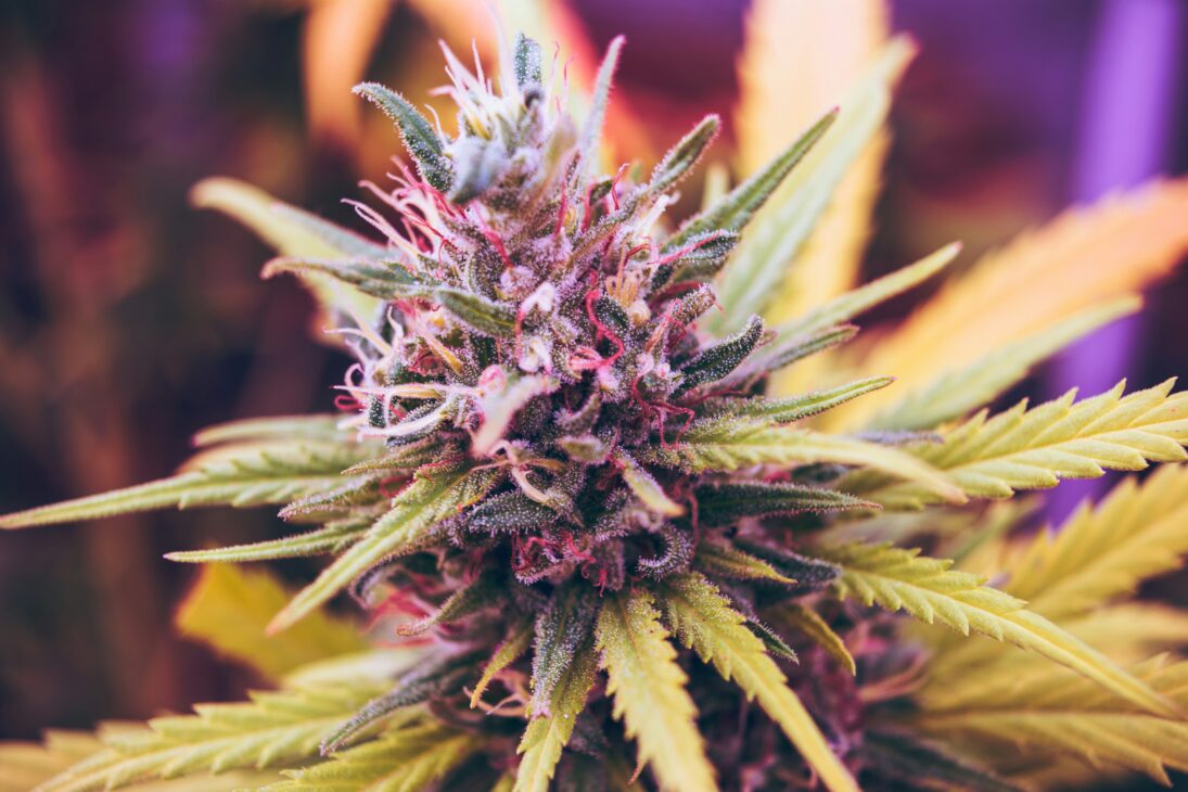 How PackTHC Helps Small Cannabis Brands Build Shelf Presence