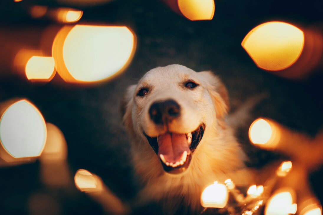 Vamoosh & Support Dogs’ six top tips for fireworks season