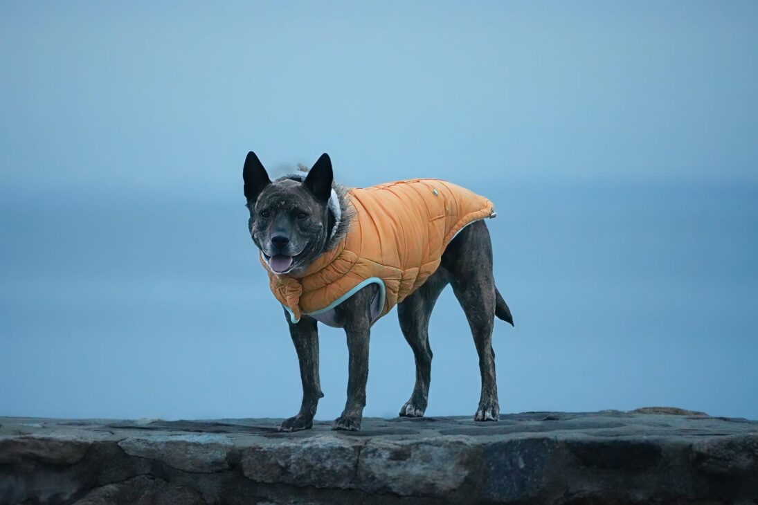 How absorbent pet outerwear is changing post-walk cleanup for dog owners