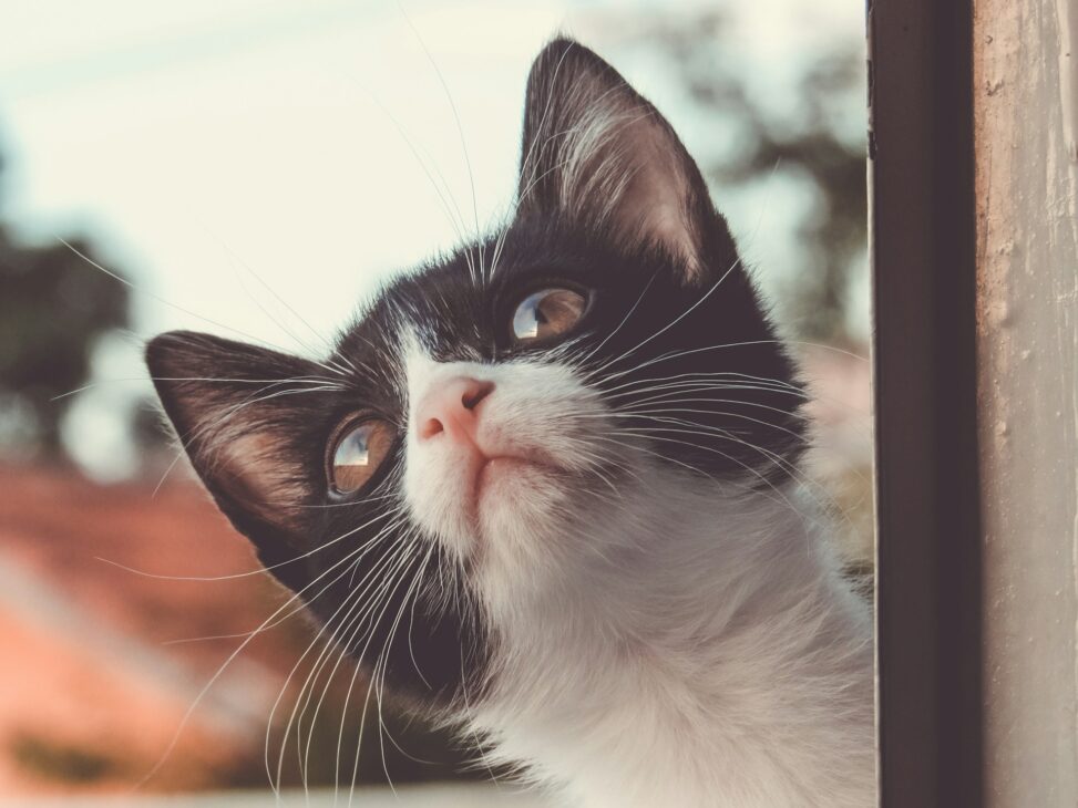 How to Design a Perfect Indoor-Outdoor Space with a Cat Flap and Water Fountain